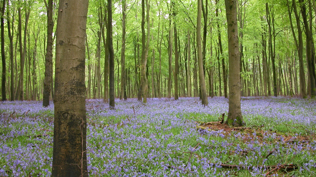 Bluebells at Savernake Forest Marlborough